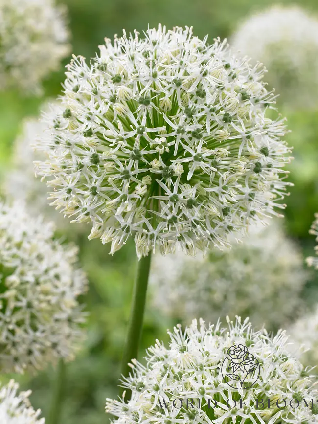 Giant 'Mount Everest' Allium