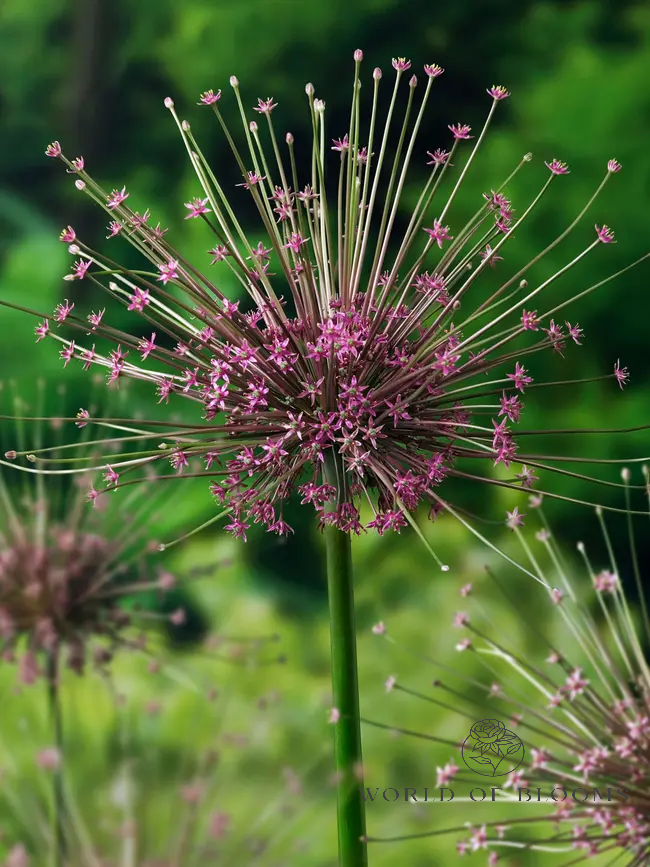 'Schubertii' Allium