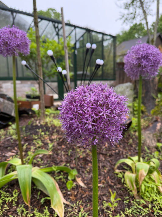 Giant 'Globemaster' Allium