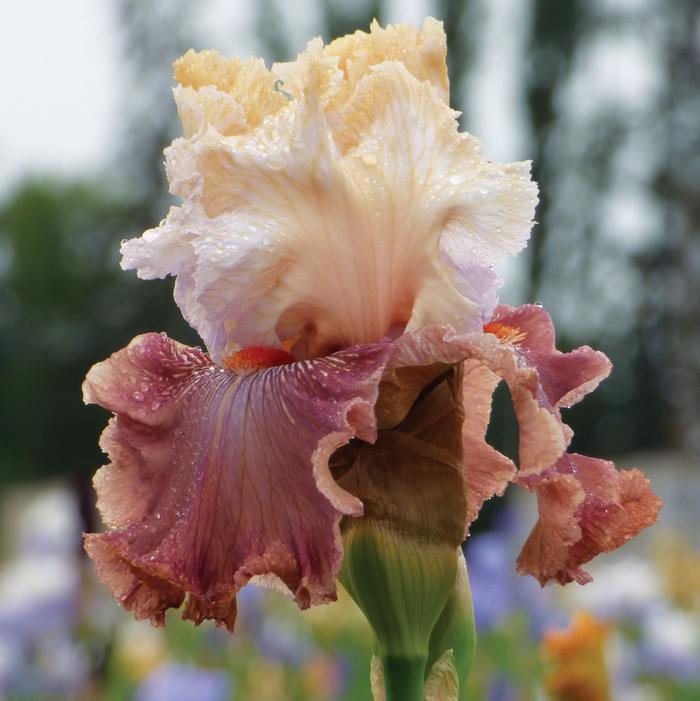 Bearded Iris 'Champagne and Strawberries'