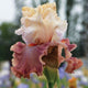 Bearded Iris 'Champagne and Strawberries'