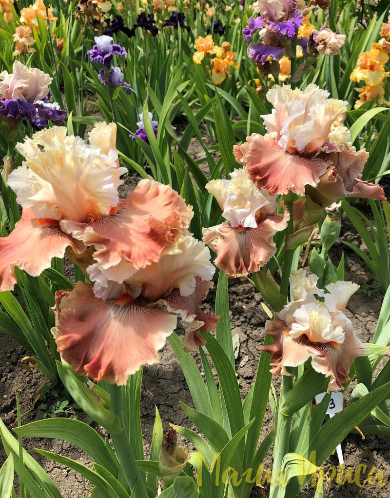 Bearded Iris 'Champagne and Strawberries'