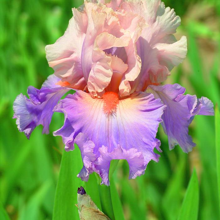 Bearded Iris 'Discovered Treasure'