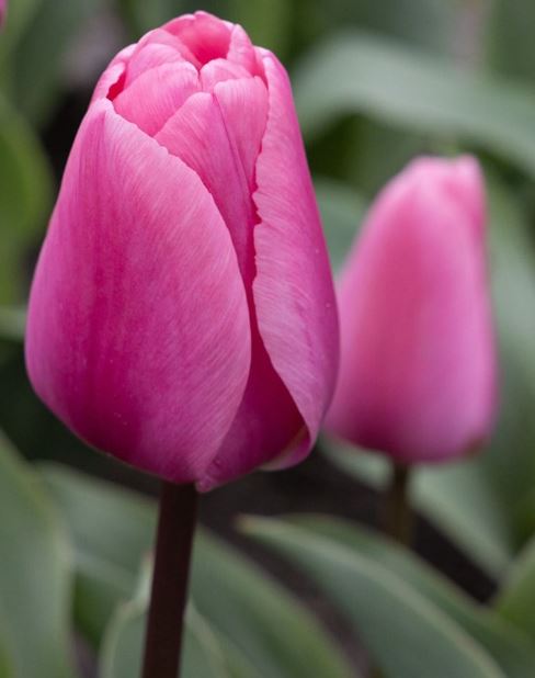 Tulip 'Big Love'