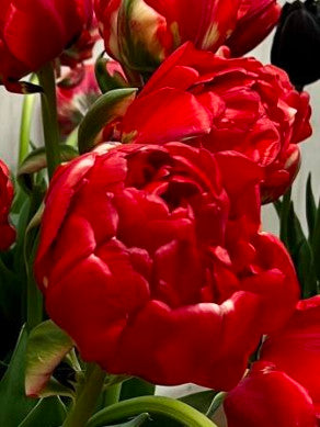 Tulip Double Late 'Bombastic Red'