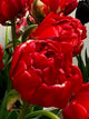 Tulip Double Late 'Bombastic Red'