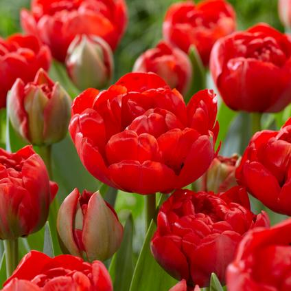 Tulip Double Late 'Bombastic Red'