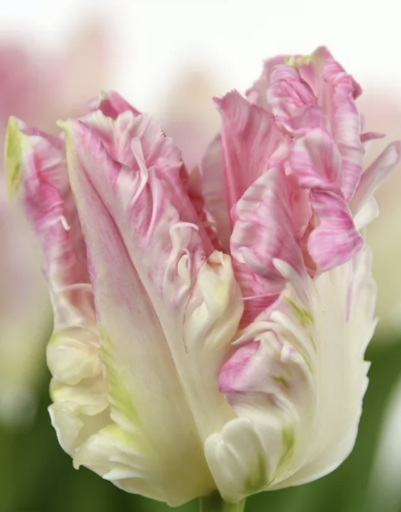 Tulip Parrot 'Cabanna'