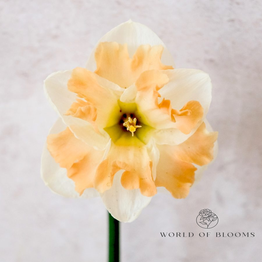 Daffodil Double 'Cum Laude'