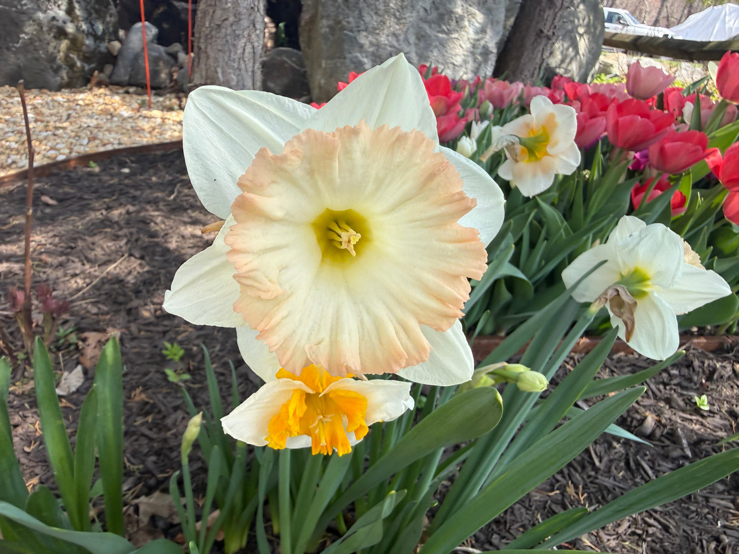 Daffodil Double 'British Gamble'