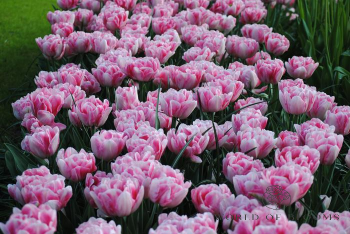 Tulip Double Mid 'Foxtrot'