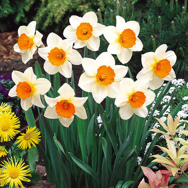 Daffodil Double 'Sempre Avanti'