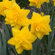 Daffodil Double 'Golden Ducat'