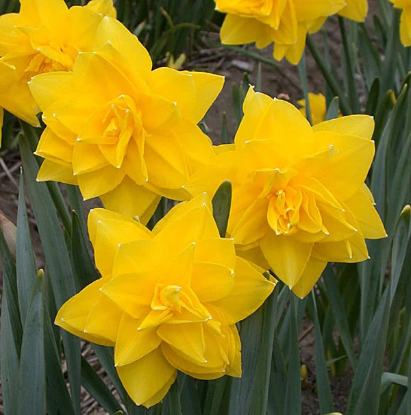 Daffodil Double 'Golden Ducat'