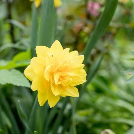 Daffodil Double 'Golden Ducat'
