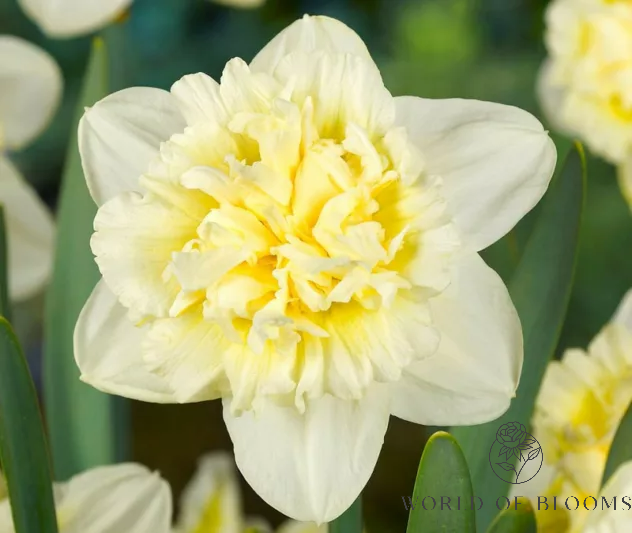 Daffodil Double 'Ice King'