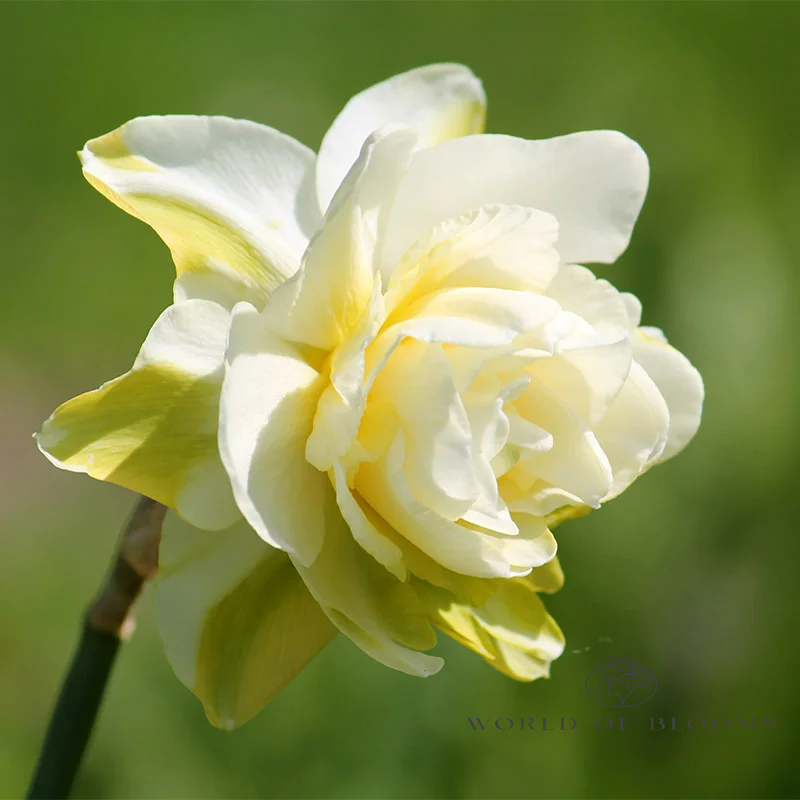 Daffodil Double 'Obdam'