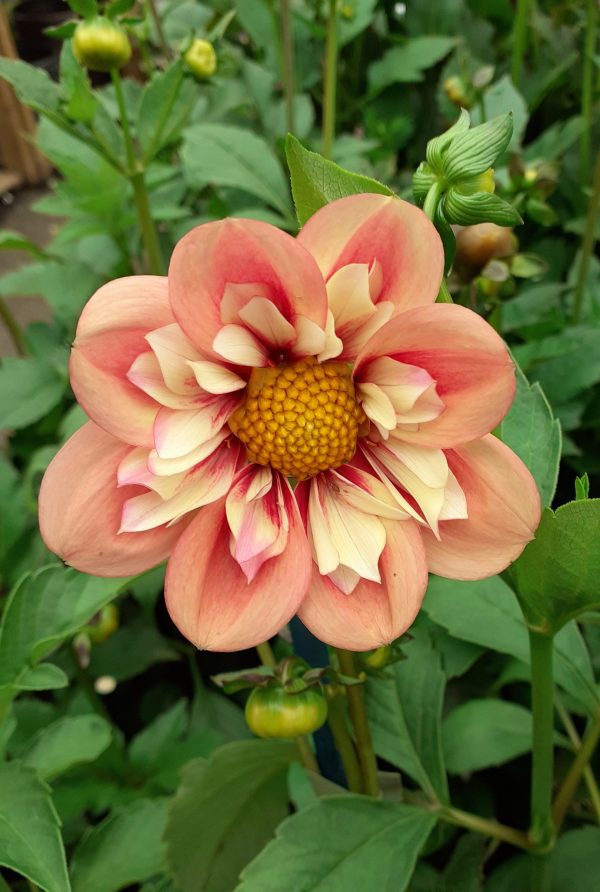 Dahlia Collarette 'Rhubarb and Custard'