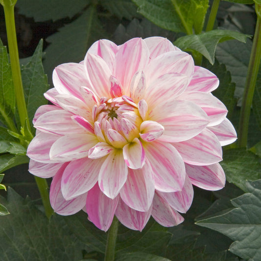 Dahlia Decorative 'Bonesta'