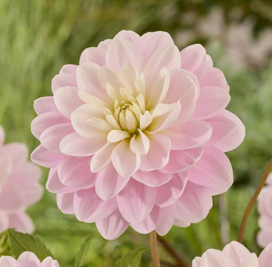 Dahlia Brackenridge Ballerina
