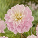 Dahlia Brackenridge Ballerina