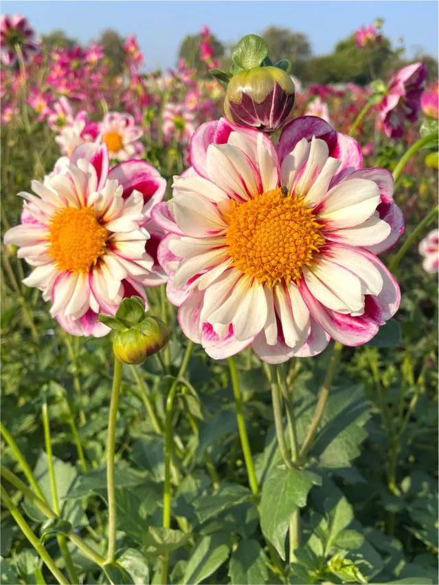 Dahlia Collarette 'Bumble Rumble'