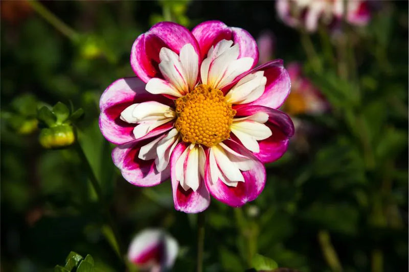 Dahlia Collarette 'Bumble Rumble'
