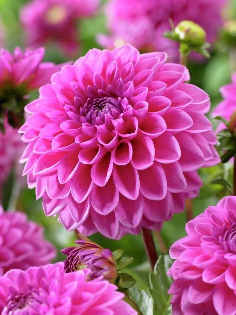 Dahlia Ball 'Sandra'