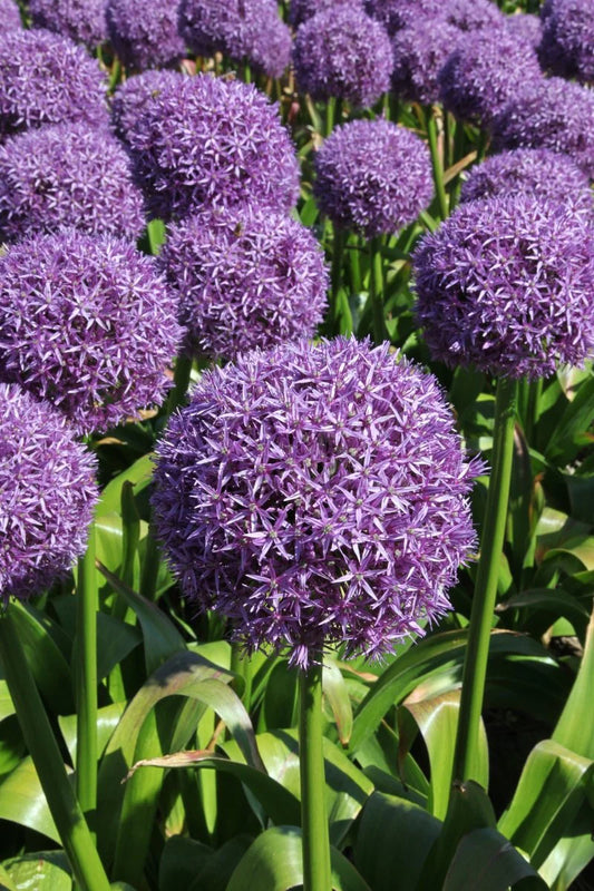 Giant 'Dutchman' Allium