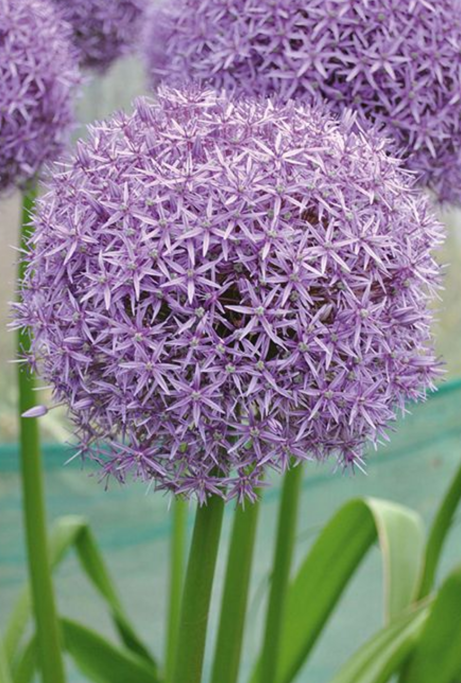 Giant 'Dutchman' Allium