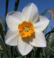 Daffodil Double 'Sempre Avanti'