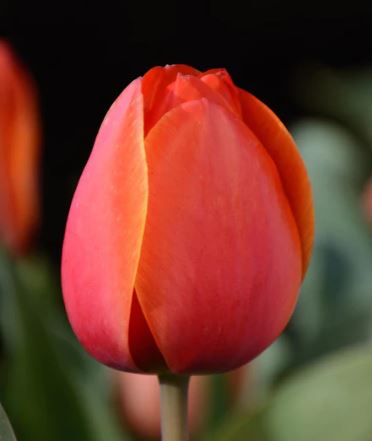 Tulip 'Ad Rem'