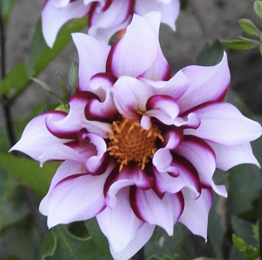 Dahlia Collarette 'Edge of Joy'