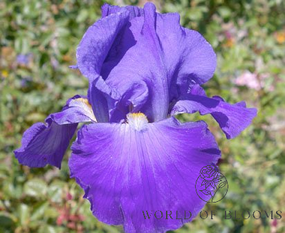 ‘Feed Back’ Bearded Iris