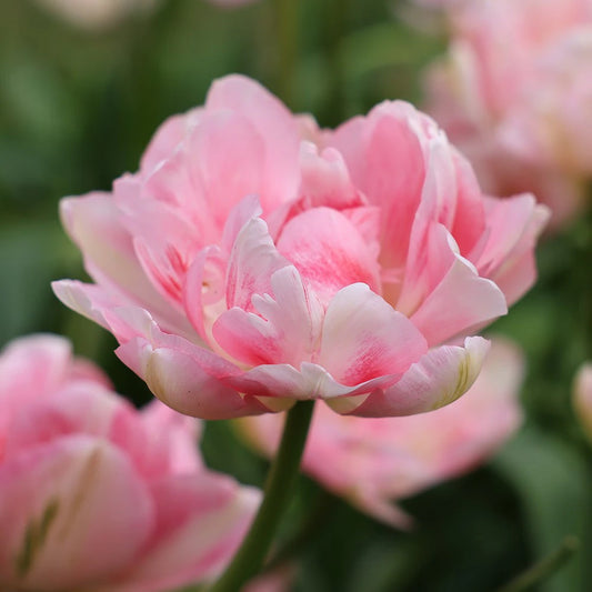 Tulip Double Late 'Finola'