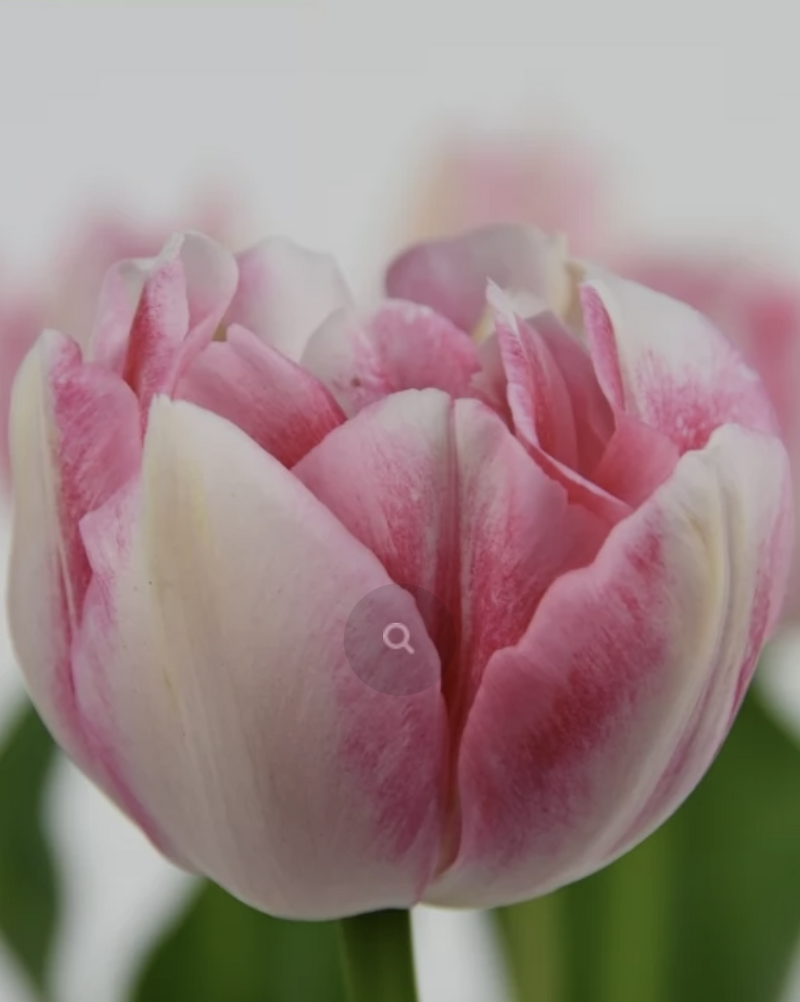 Tulip Double Late 'Finola'