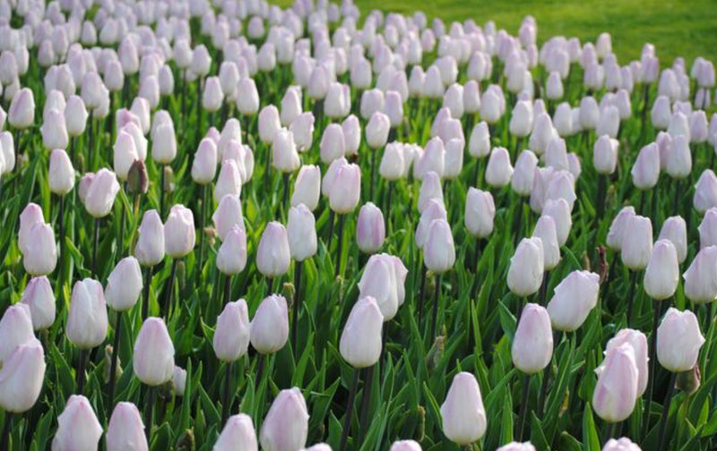 Tulip Triumph 'Sweet Flag'