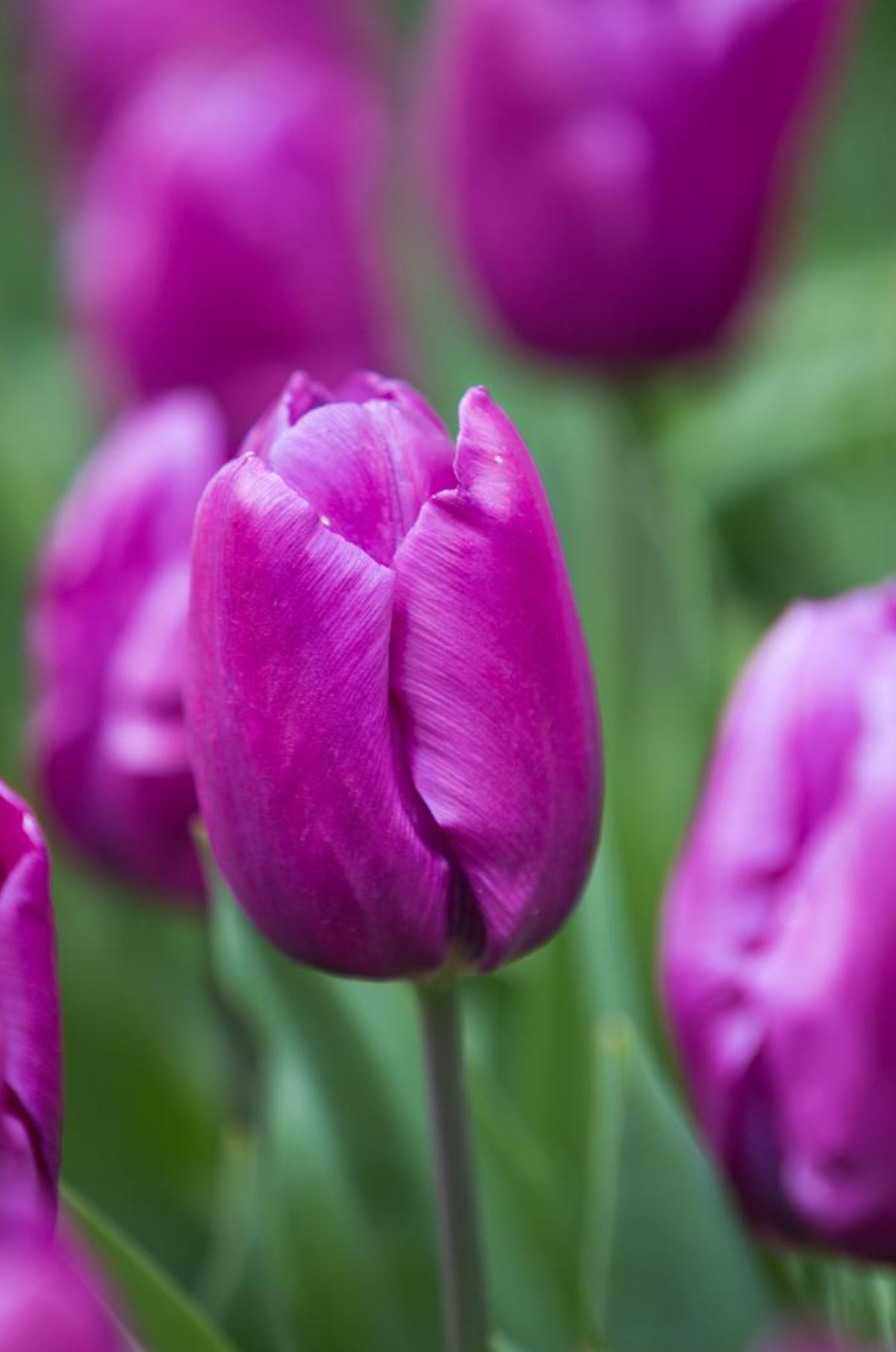 Tulip 'Purple Prince'