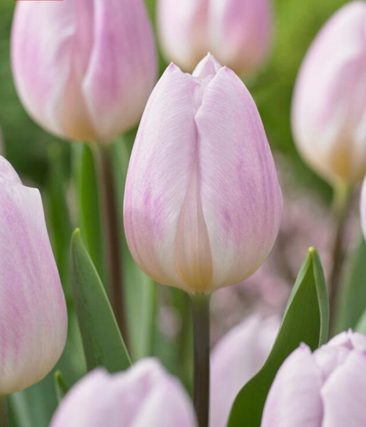 Tulip Triumph 'Sweet Flag'