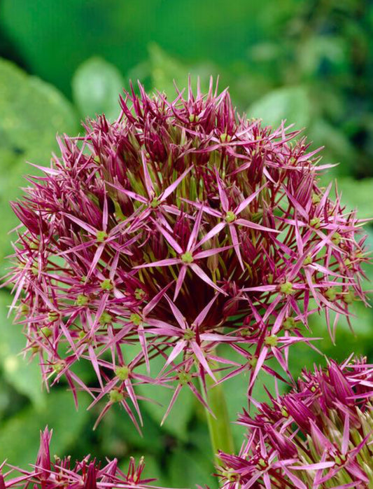 Allium Giant 'Christophii (Star of Persia)'