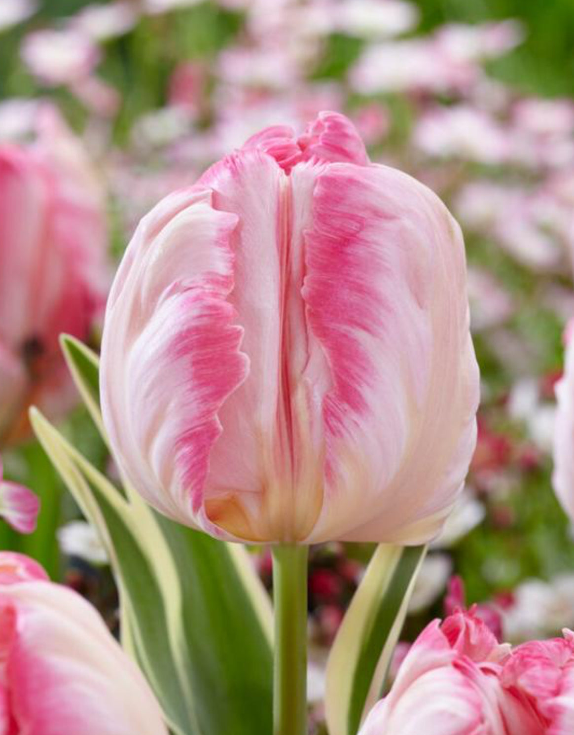 Tulip 'Silver Parrot'