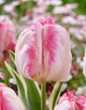 Tulip 'Silver Parrot'