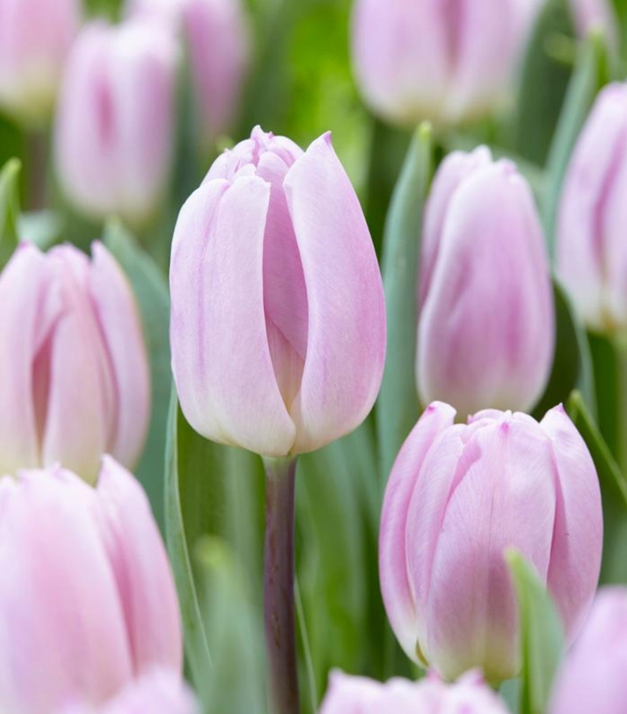 Tulip Triumph 'Sweet Flag'