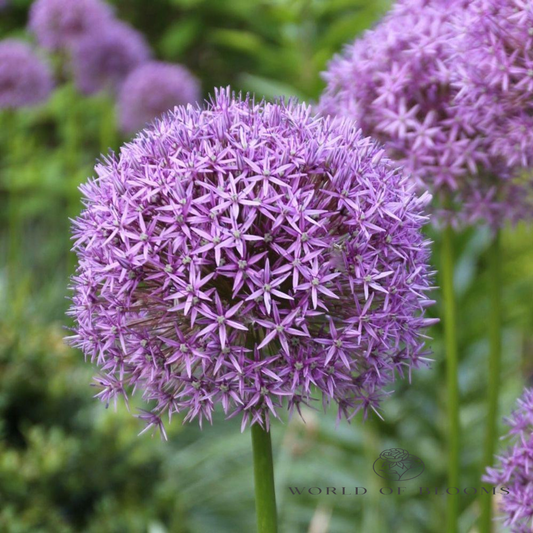 'Gladiator' Allium