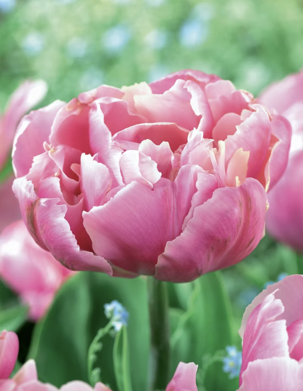 Tulip Double Late 'Glamour Girl'