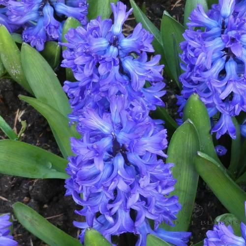 Hyacinthus 'Blue Star'