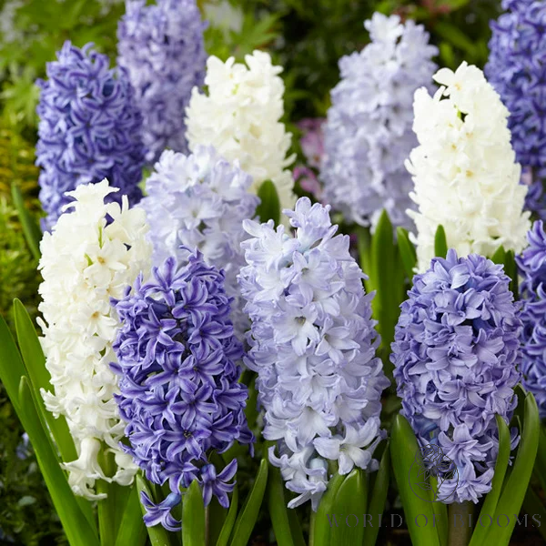 Hyacinthus 'The Blues' Mix