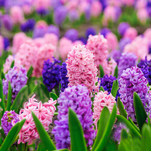 Hyacinthus 'Cotton Candy' Mix