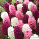 Hyacinthus 'The Pinks' Mix