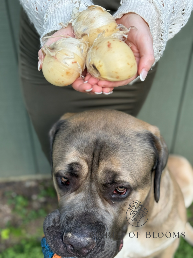 Giant 'Globemaster' Allium